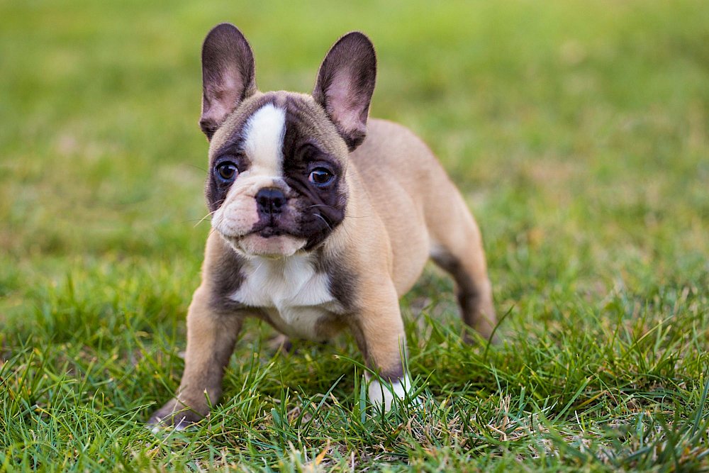French, English, or American: How to Know if the Bulldog is the
